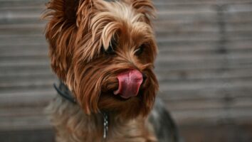 Feeding your dog or cat a raw food diet - What do you need to consider?