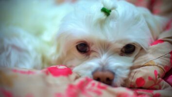 Maltese Dog Guide: Everything You Need to Know