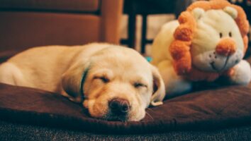 Melatonin Safety and Uses in Pets