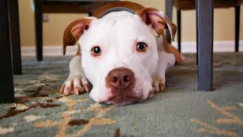 What to do if your dog has fleas