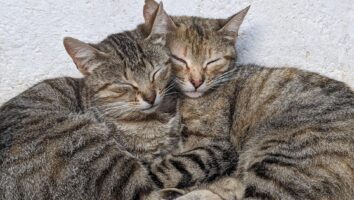 Miscarriage in Cats: Symptoms, Causes, and Treatments