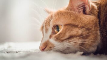 Eye problems in cats and dogs
