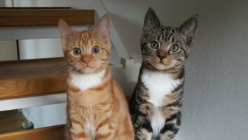 Introducing a New Cat or Kitten to Your Home