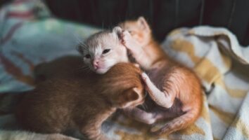 How to Feed and Care for Newborn Kittens