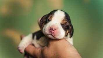 How to Feed and Care for Newborn Puppies