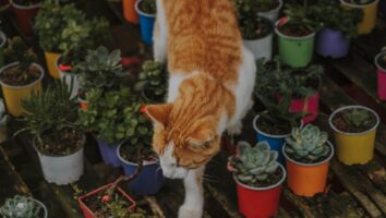 Hvilke planter kan katte tåle?