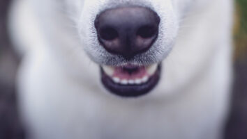 Nasal Mites in Dogs