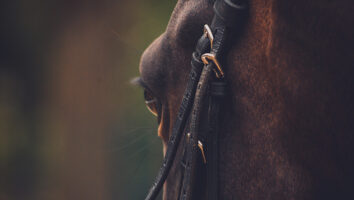 Ögoninflammation hos häst