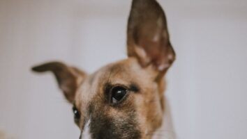 Examining and Caring for Your Pet’s Ears