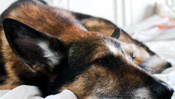 Pet Euthanasia - Knowing When its Time and What to Expect