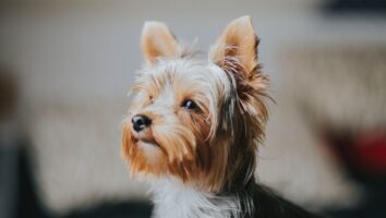 Die drei häufigsten Krankheiten der Hornhaut (Kornea) beim Hund