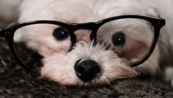 Tierärztlicher Rat: Augenuntersuchungen und Augenpflege für dein Haustier