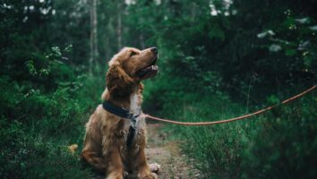 Pet First Aid: How to Treat Minor Wounds