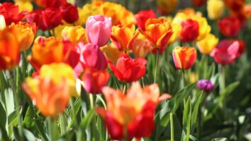 Poisonous Plants for Dogs and Cats: Tulips