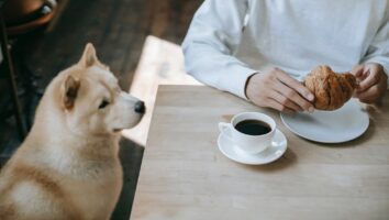 Hvor giftigt er kaffe og koffein for hunde?