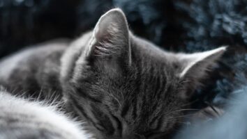 What are the most common ear problems in cats