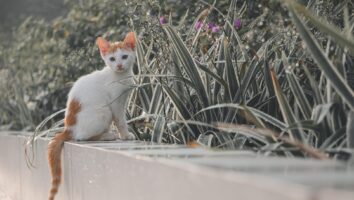 Hvilke planter er farlige for katte?