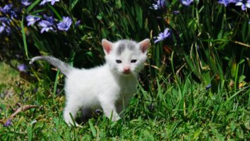 What Plants Are Dangerous for Cats?