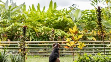 Poisonous Plants for Dogs and Cats: Sago Palm