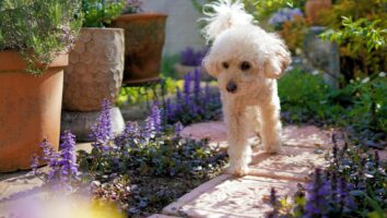 What plants are toxic to dogs?