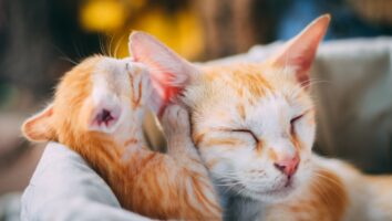 How to clean your cat’s ears