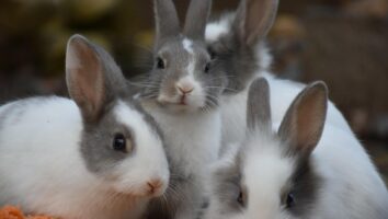 Rabbit Pregnancy, Birth, and Baby Care