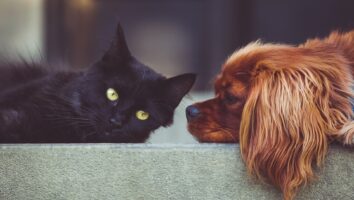 Pulmonary Hypertension in Dogs and Cats