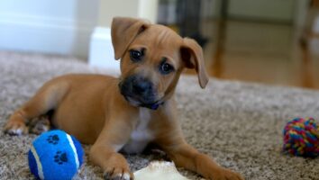 Where to start with your new puppy? You need a plan