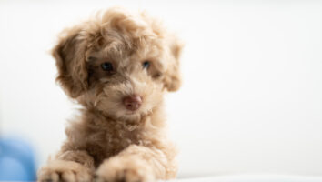 Parvovirus in Puppies: A Treatment and Prevention Q&A