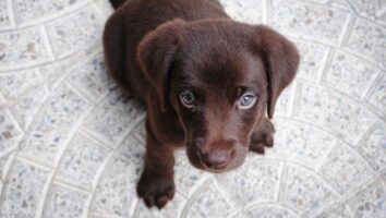 Housebreaking: Everything You Need to Know About Potty Training Your Puppy