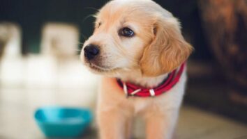 Crate Training Your Dog or Puppy