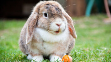 Ratgeber zu Futter- und Giftpflanzen für Kaninchen