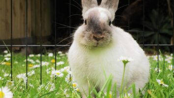 Hvilke planter er giftige for kaniner?