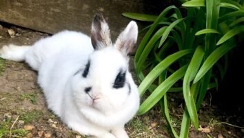 Keeping Your Rabbit’s Digestive System Healthy