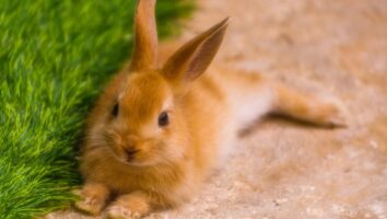Ohrinfektionen bei Kaninchen