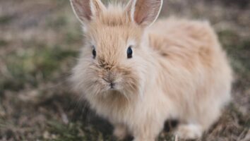 Fun Facts About the Rabbit Digestive Tract