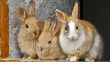 7 vigtige ting at vide om kaniner