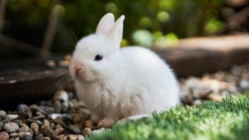 Rabbit Hemorrhagic Disease