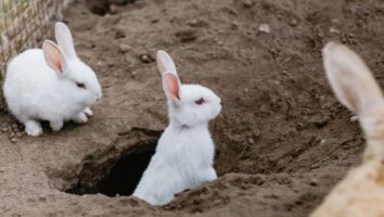 Myxomatosis in Rabbits