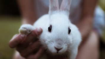 Nail Trimming Tips for Rabbits and Other Pocket Pets