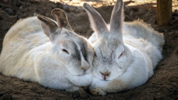Alles was du über die Verdauung deines Kaninchens wissen solltest