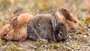 Ringelflechte bei Kaninchen