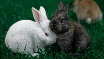 Skin Diseases in Rabbits