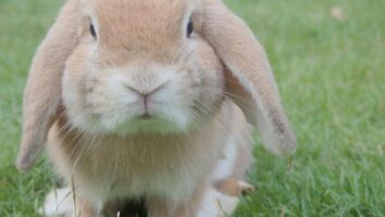 The Benefits of Neutering Your Rabbit