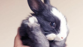 Kaninchen: Trächtigkeit, Geburt und Jungtierpflege