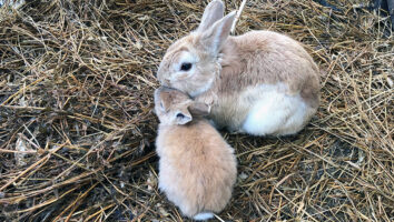 Utfodring av kanin - vad ska kaninen äta?