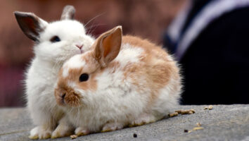 Sind Kaninchen geeignete Haustiere?