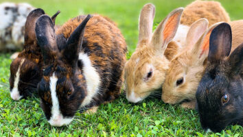 Which plants are safe to feed rabbits?