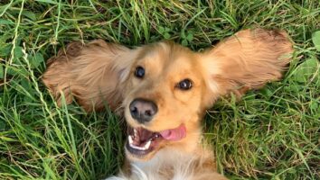 How to spot ear mites in pets and what to do about them