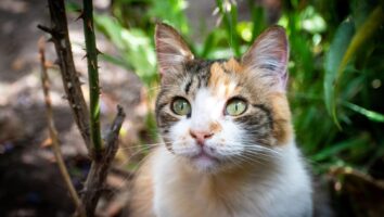 Zecken bei Katzen: Infos, Tipps & wie du sie entfernst